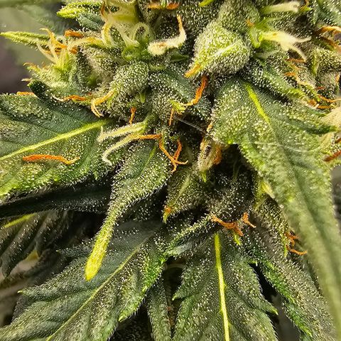 Golden Lemon Haze growlog timeline photo