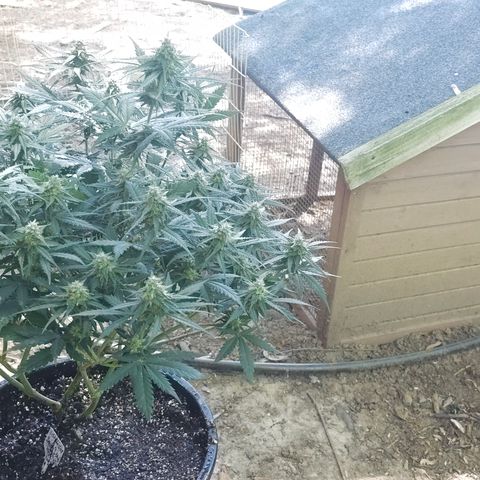 Golden Lemon Haze growlog timeline photo