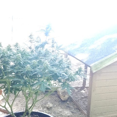 Golden Lemon Haze growlog timeline photo
