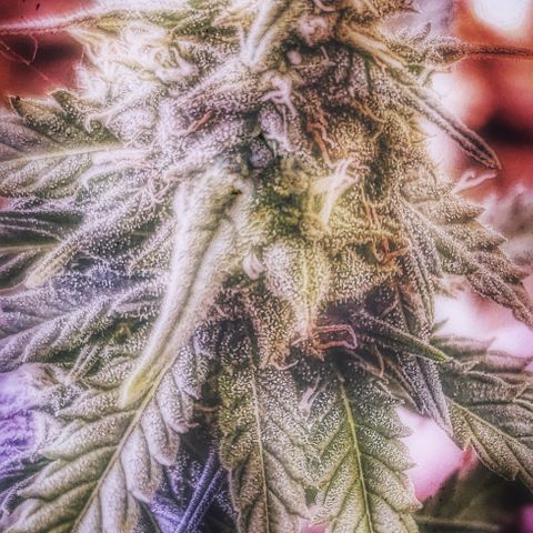 Golden Lemon Haze growlog timeline photo