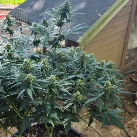 Golden Lemon Haze growlog timeline photo