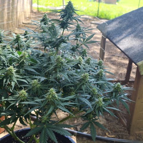 Golden Lemon Haze growlog timeline photo