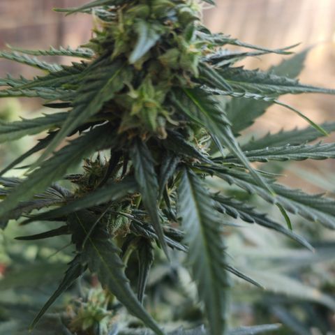 Golden Lemon Haze growlog timeline photo