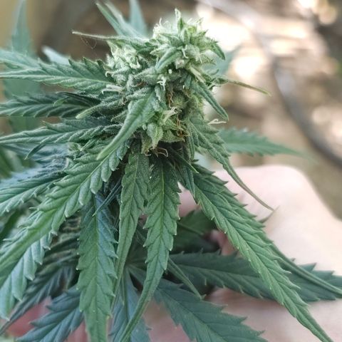 Golden Lemon Haze growlog timeline photo