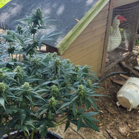 Golden Lemon Haze growlog timeline photo