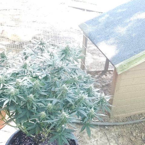 Golden Lemon Haze growlog timeline photo