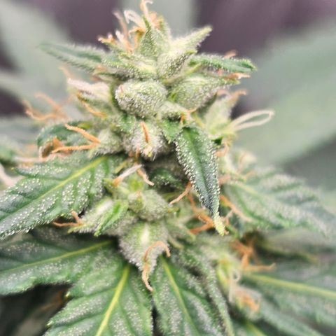 Golden Lemon Haze growlog photo: Seeds really growing