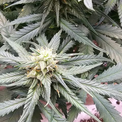 Golden Lemon Haze growlog timeline photo