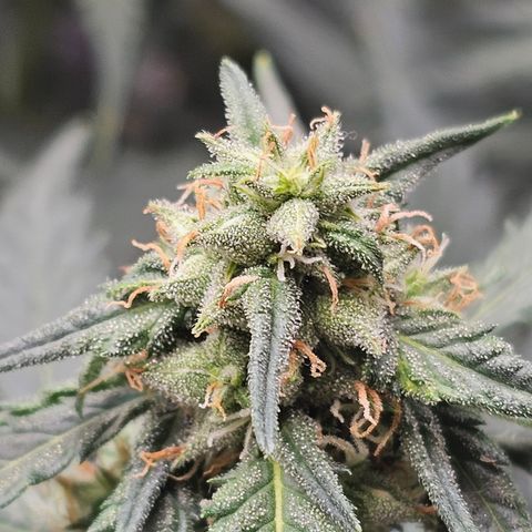 Golden Lemon Haze growlog photo: Seeds really growing