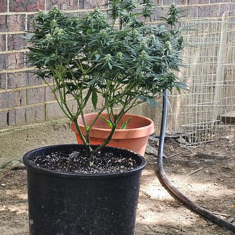 Golden Lemon Haze growlog timeline photo