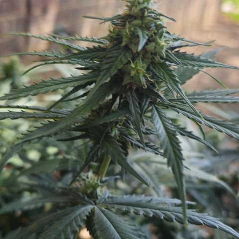 Golden Lemon Haze growlog timeline photo