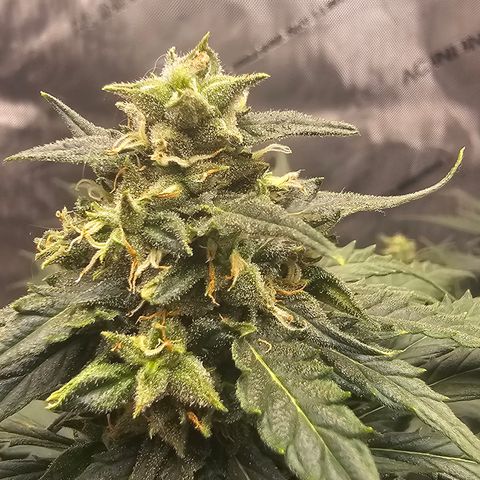 Golden Lemon Haze growlog photo: Golden lemon haze update
