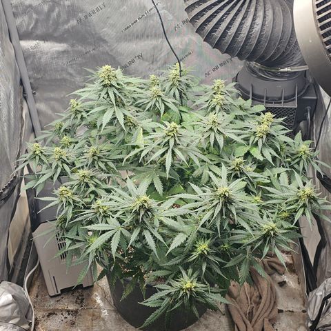 Golden Lemon Haze growlog photo: Golden lemon haze update