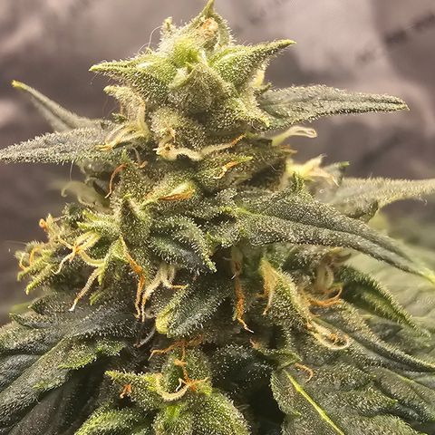 Golden Lemon Haze growlog photo: Golden lemon haze update
