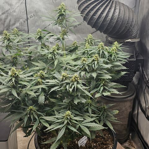 Golden Lemon Haze growlog timeline photo
