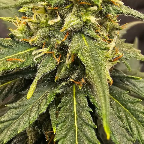 Golden Lemon Haze growlog timeline photo