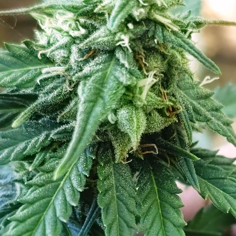 Golden Lemon Haze growlog timeline photo
