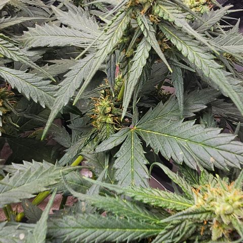 Golden Lemon Haze growlog photo: Seeds really growing