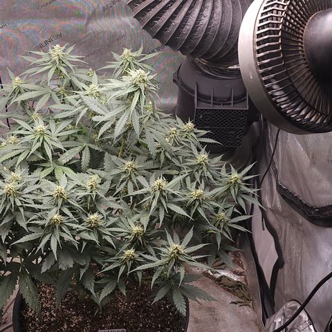 Golden Lemon Haze growlog photo: Seeds coming in good huge trichs smell is astounding 