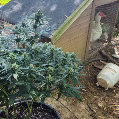 Golden Lemon Haze growlog timeline photo