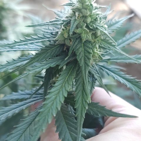 Golden Lemon Haze growlog timeline photo