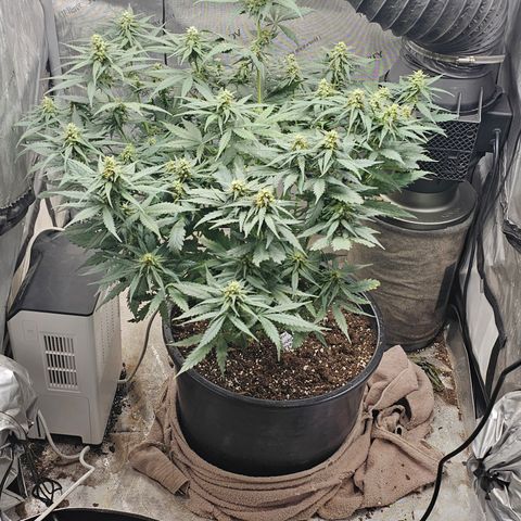 Golden Lemon Haze growlog timeline photo