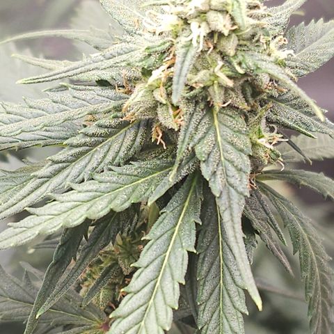 Golden Lemon Haze growlog photo: Seeds coming in good huge trichs smell is astounding 