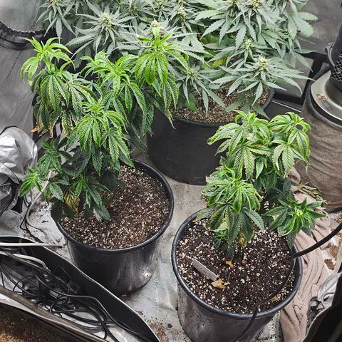 Chem 91  #2 growlog timeline photo