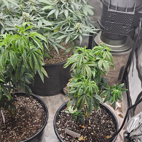 Chem 91  #2 growlog timeline photo