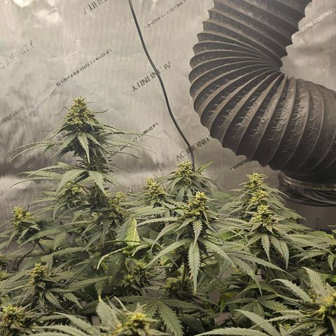 Golden Lemon Haze growlog timeline photo