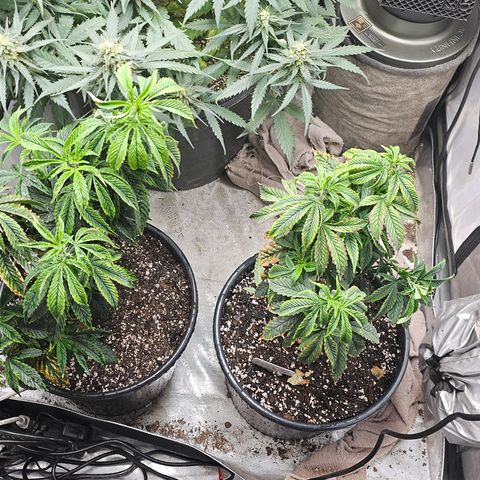Chem 91  #2 growlog timeline photo