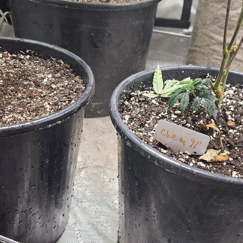 Chem 91  #2 growlog timeline photo