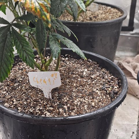 Chem 91  #2 growlog timeline photo
