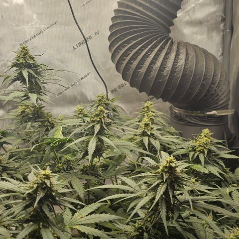 Golden Lemon Haze growlog timeline photo