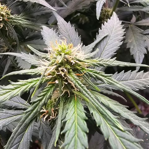 Golden Lemon Haze growlog timeline photo