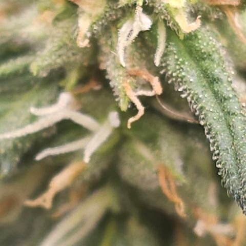 Golden Lemon Haze growlog photo: Seeds coming in good huge trichs smell is astounding 