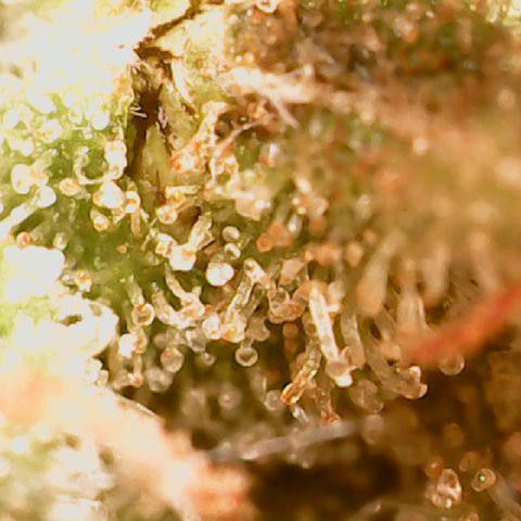 Golden Lemon Haze growlog timeline photo