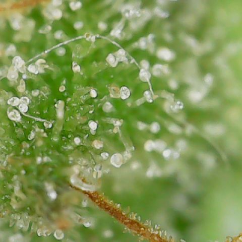 Golden Lemon Haze growlog timeline photo