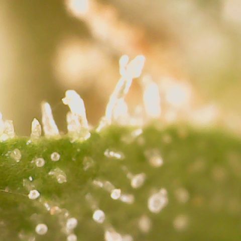 Golden Lemon Haze growlog timeline photo