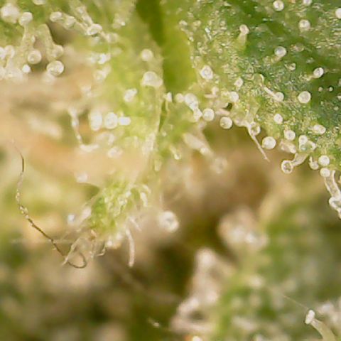 Golden Lemon Haze growlog timeline photo