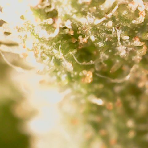 Golden Lemon Haze growlog timeline photo