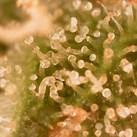 Golden Lemon Haze growlog timeline photo