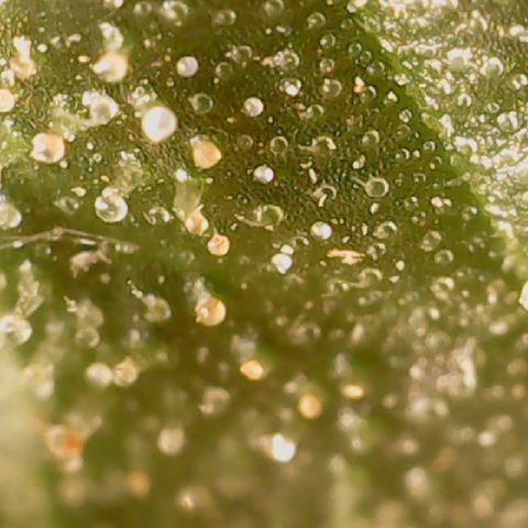 Golden Lemon Haze growlog timeline photo