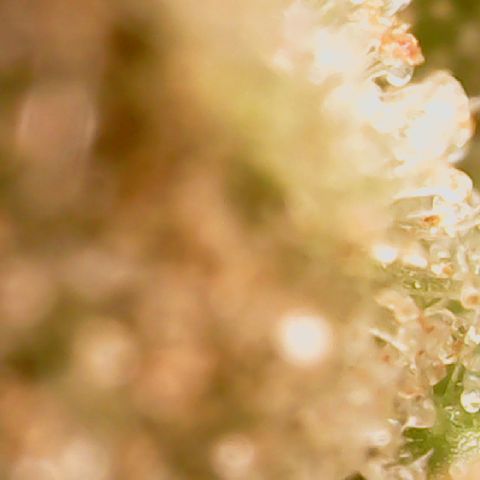Golden Lemon Haze growlog timeline photo