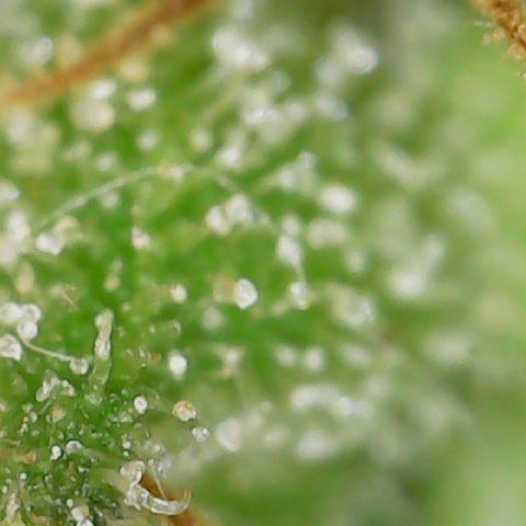 Golden Lemon Haze growlog timeline photo