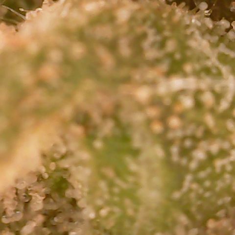 Golden Lemon Haze growlog timeline photo