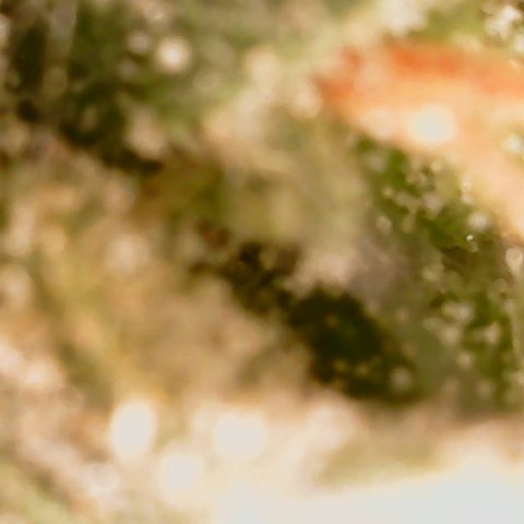 Golden Lemon Haze growlog timeline photo
