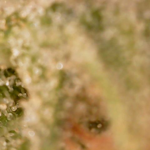 Golden Lemon Haze growlog timeline photo