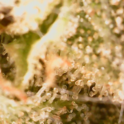 Golden Lemon Haze growlog timeline photo