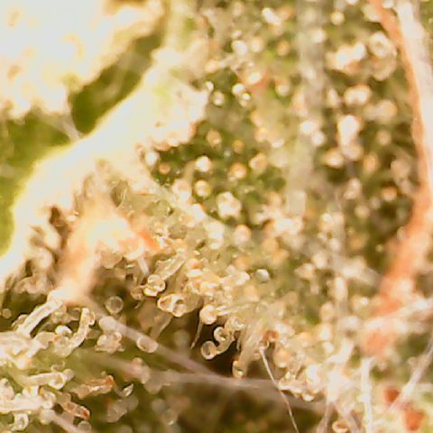 Golden Lemon Haze growlog timeline photo